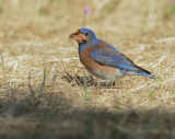 Western Bluebird, male, carrying food to nest