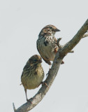 Song Sparrows, adult and fledgling