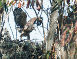 Red-shouldered Hawk, nestling, beating wings