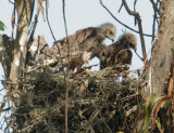 Red-shouldered Hawks, three nestlings