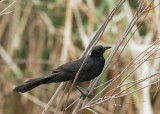 Great-tailed Grackle, male