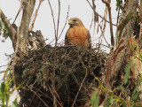 Red-shouldered Hawk, adult at nest