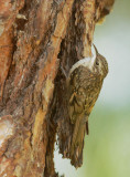 Brown Creeper