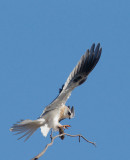 White-tailed Kite, juvenile landing with vole