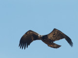 Bald Eagle, juvenile 7/9/17