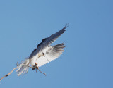 White-tailed Kite, juvenile, landing with vole