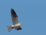 White-tailed Kite, juvenile flying