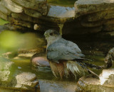 Coopers Hawk