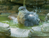Coopers Hawk, bathing