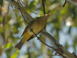 Western Tanager, female