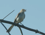 Northern Mockingbird, carrying food to nest