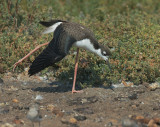 Black-necked Stilt, juvenile