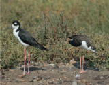 Black-necked Stilts, adult male (L)  and juvenile
