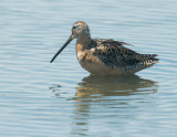 Long-billed Dowitcher, molting
