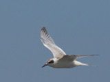 Forsters Tern, juvenile flying