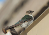 Violet-green Swallow, female