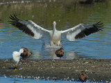 American White Pelican, juvenile