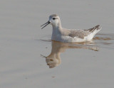 Wilsons Phalarope, non-breeding plumage