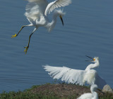 Snowy Egrets, fighting