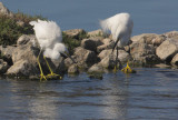 Snowy Egrets, facing off