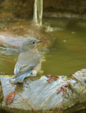 Western Bluebird, juvenile