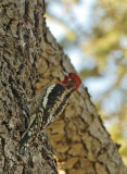 Red-breasted Sapsucker