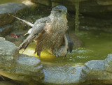 Coopers Hawk bathing
