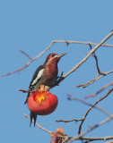 Red-breasted Sapsucker, at persimmon tree