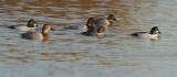 Canvasbacks and Common Goldeneyes