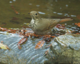 Hermit Thrush