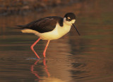 Black-necked Stilt, female