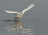 Snowy Egret, forage sequence 2