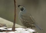 California Quail, male