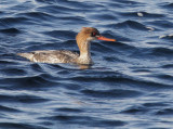 Red-breasted Merganser, female