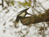 Yellow-billed Magpie