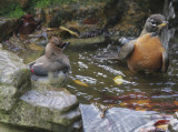 Cedar Waxwing and American Robin