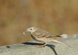 American Pipit, with prey