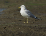 Mew Gull