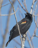 Red-winged Blackbird, male, typical