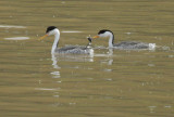 Clarks Grebes, courting pair