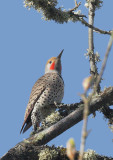 Northern Flicker, Red-shafted male