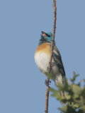 Lazuli Bunting, male, singing