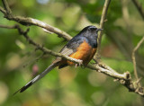 White-rumped Shama, male