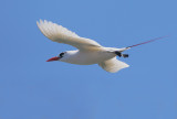 Red-tailed Tropicbird