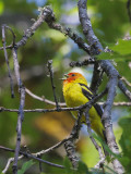 Western Tanager, male singing