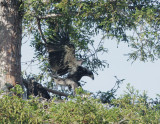 Bald Eagles, nestlings