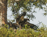 Bald Eagles, nestlings