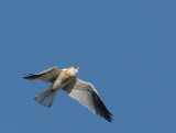 White-tailed Kite, juvenile