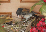 Dark-eyed Juncos, adult and two nestlings, 2018