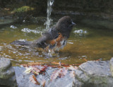 Spotted Towhee, female bathing